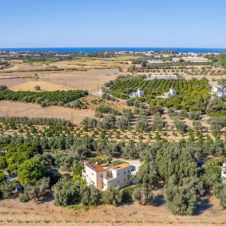 Oliva By * Polis